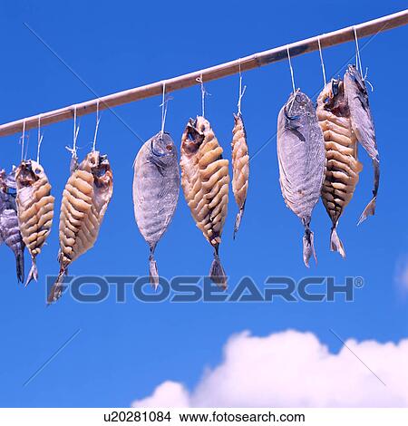 Picture - Fish kept for drying, close up. Fotosearch