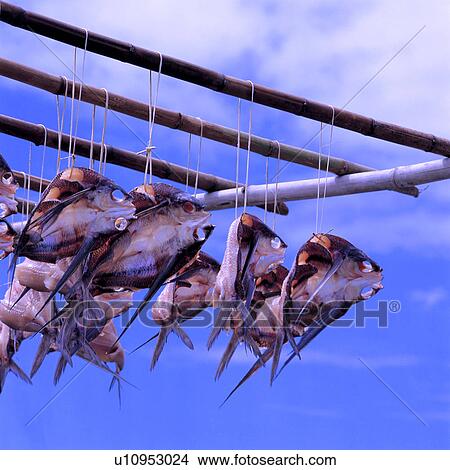 Seafood keeping for drying View Large Photo Image Picture - Seafood keeping for drying. Fotosearch