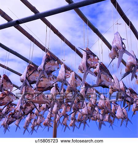 Stock Image - Seafood keeping for drying. Fotosearch