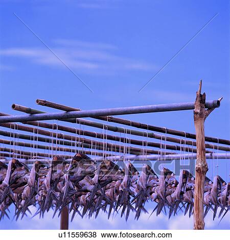 Seafood keeping for drying View Large Photo Image Stock Photo - Seafood keeping for drying. Fotosearch