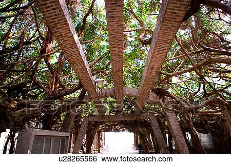 Stock Photograph - Taiwan, Penghu, banyan tree. Fotosearch