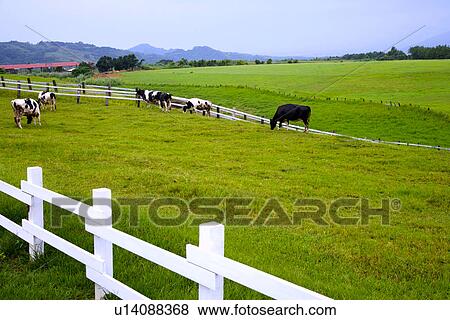 Stock Photo - Taiwan, Taitung, cows in Chulu Pasture. Fotosearch