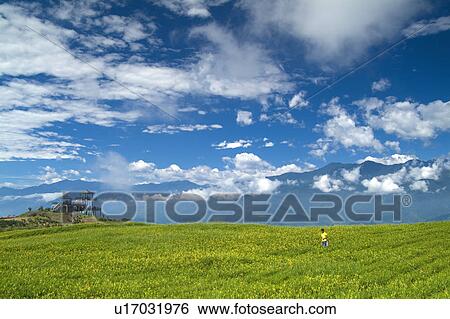 Stock Photograph - Taiwan, Golden Needle Mountain. Fotosearch
