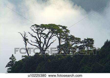 Stock Image - Taiwan, landscape with trees and mists. Fotosearch