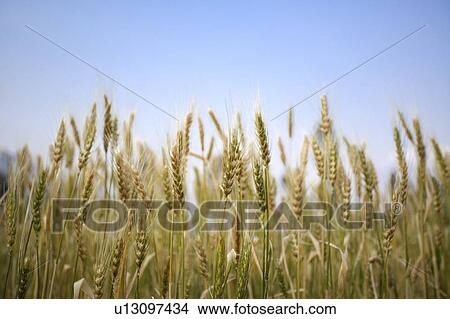 Picture - China, Yunnan Province, Dongchuan, Red Land, wheat field. Fotosearch