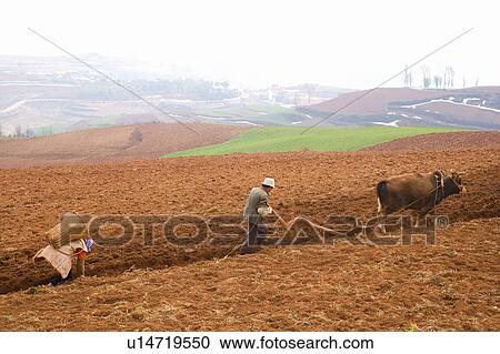Stock Image - China, Yunnan Province, Dongchuan, Red Land, Farmer plowing field. Fotosearch