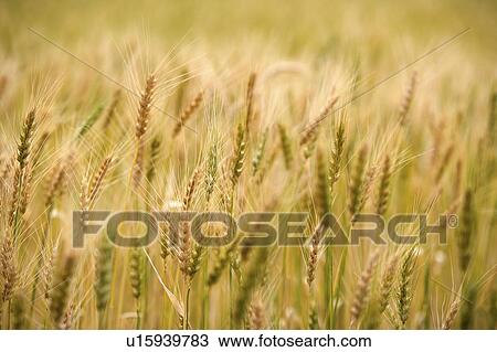 Stock Image - China, Yunnan Province, Dongchuan, Red Land, wheat field. Fotosearch