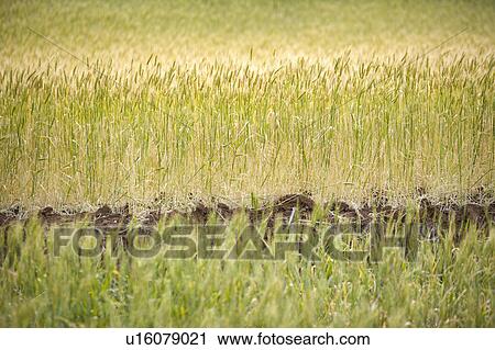 China, Yunnan Province, Dongchuan, Red Land, wheat field View Large Photo Image Stock Image - China, Yunnan Province, Dongchuan, Red Land, wheat field. Fotosearch
