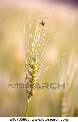 China, Yunnan Province, Dongchuan, Red Land, wheat View Large Photo Image Stock Image - China, Yunnan Province, Dongchuan, Red Land, wheat. Fotosearch
