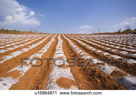 Stock Image - China, Yunnan Province, Dongchuan, Red Land, Field. Fotosearch