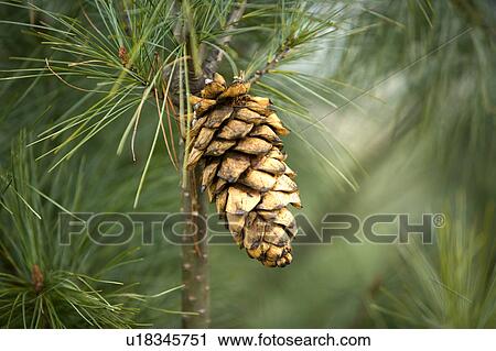 Stock Image - China, Yunnan Province, Dongchuan, Red Land, Pine cones on branch. Fotosearch