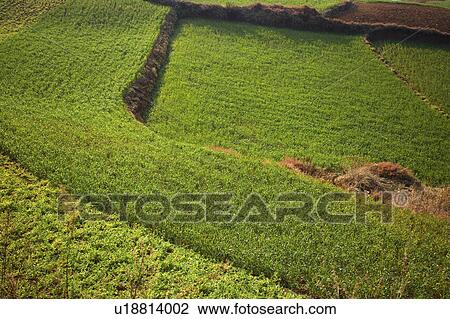 Stock Image - China, Yunnan Province, Dongchuan, Red Land, Crop field. Fotosearch
