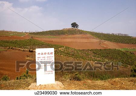 Stock Image - China, Yunnan Province, Dongchuan, Red Land, Thousand-year-old Dragon Tree in the distance. Fotosearch