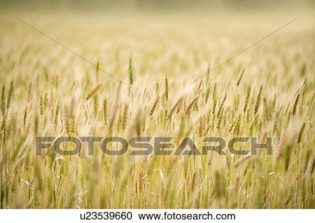 Stock Image - China, Yunnan Province, Dongchuan, Red Land, wheat field. Fotosearch