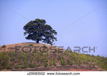 Stock Image - China, Yunnan Province, Dongchuan, Red Land, tree on hill. Fotosearch