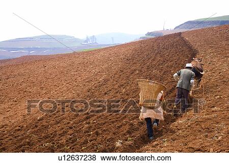 China, Yunnan Province, Dongchuan, Red Land, Farmer plowing field on hillside View Large Photo Image Stock Photo - China, Yunnan Province, Dongchuan, Red Land, Farmer plowing field on hillside. Fotosearch