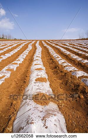 Stock Photo - China, Yunnan Province, Dongchuan, Red Land, field. Fotosearch