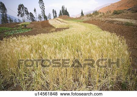 Stock Photo - China, Yunnan Province, Dongchuan, Red Land, wheat field. Fotosearch