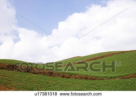 China, Yunnan Province, Dongchuan, Red Land, field on hillside View Large Photo Image Stock Photo - China, Yunnan Province, Dongchuan, Red Land, field on hillside. Fotosearch