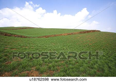 Stock Photo - China, Yunnan Province, Dongchuan, Red Land, field. Fotosearch
