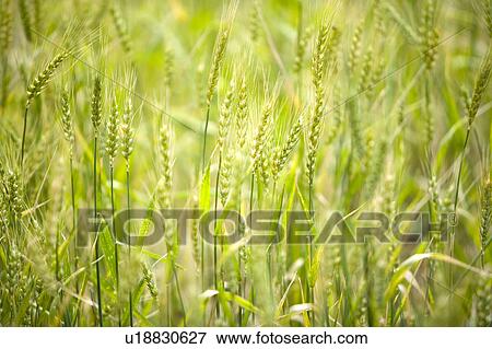 Stock Photo - China, Yunnan Province, Dongchuan, Red Land, wheat field. Fotosearch