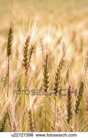 Stock Photo - China, Yunnan Province, Dongchuan, Red Land, wheat field. Fotosearch