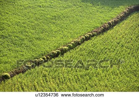 China, Yunnan Province, Dongchuan, Red Land, Crop field View Large Photo Image Stock Photograph - China, Yunnan Province, Dongchuan, Red Land, Crop field. Fotosearch