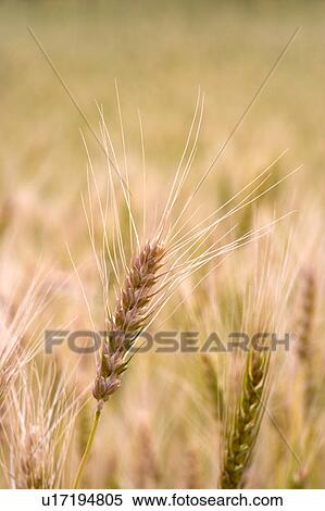 China, Yunnan Province, Dongchuan, Red Land, wheat View Large Photo Image Stock Photography - China, Yunnan Province, Dongchuan, Red Land, wheat. Fotosearch