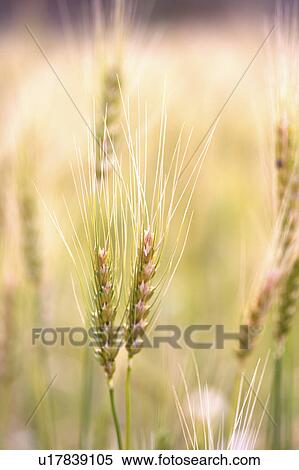 Stock Photography - China, Yunnan Province, Dongchuan, Red Land, wheat field. Fotosearch