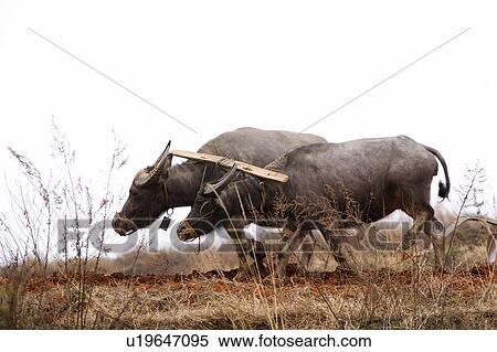 China, Yunnan Province, Dongchuan, Red Land, farmer plowing on fields with water buffalo View Large Photo Image Stock Photography - China, Yunnan Province, Dongchuan, Red Land, farmer plowing on fields with water buffalo. Fotosearch