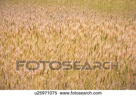 Stock Photography - China, Yunnan Province, Dongchuan, Red Land, wheat field. Fotosearch