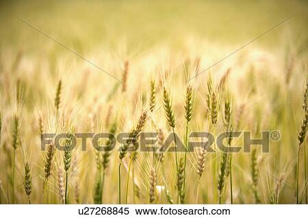 Stock Photography - China, Yunnan Province, Dongchuan, Red Land, wheat field. Fotosearch