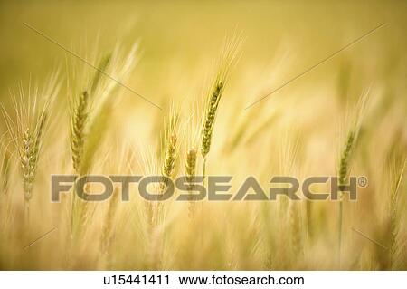 China, Yunnan Province, Dongchuan, wheat field View Large Photo Image Stock Image - China, Yunnan Province, Dongchuan, wheat field. Fotosearch