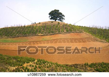 Stock Photo - China, Yunnan Province, Dongchuan, Thousand-year-old Dragon Tree. Fotosearch
