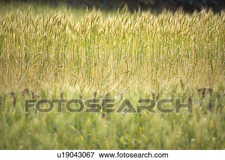 China, Yunnan Province, Dongchuan, wheat field View Large Photo Image Stock Photo - China, Yunnan Province, Dongchuan, wheat field. Fotosearch