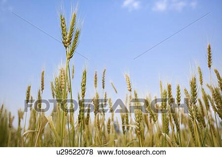 Stock Photo - China, Yunnan Province, Dongchuan, wheat field. Fotosearch