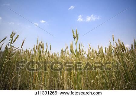 Stock Photograph - China, Yunnan Province, Dongchuan, wheat field. Fotosearch