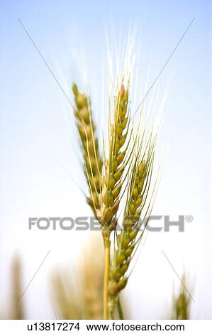 Picture - China, Yunnan Province, Dongchuan, wheat. Fotosearch