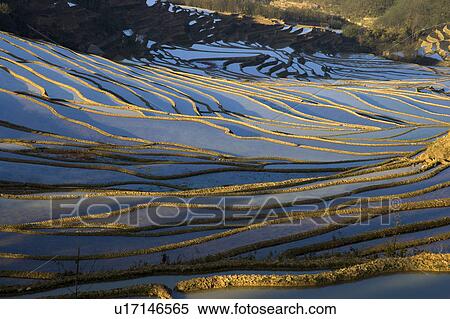 Stock Photography - China, Yunnan Province, Yuanyang, Beida Terraced Field, terraced paddy fields. Fotosearch