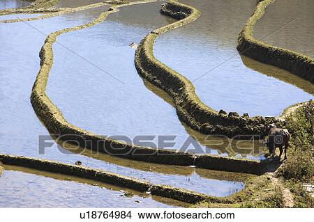 Picture - China, Yunnan Province, Yuanyang, terraced paddy fields. Fotosearch