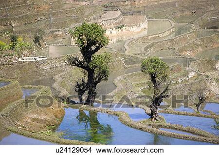 Picture - China, Yunnan Province, Yuanyang, Qingkou, terraced paddy fields. Fotosearch