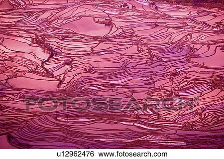 China, Yunnan Province, Yuanyang, pink terraced paddy fields View Large Photo Image Stock Photograph - China, Yunnan Province, Yuanyang, pink terraced paddy fields. Fotosearch