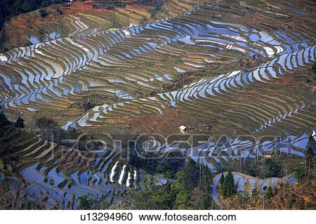 China, Yunnan Province, Yuanyang, terraced paddy fields, elevated view View Large Photo Image Stock Image - China, Yunnan Province, Yuanyang, terraced paddy fields, elevated view. Fotosearch