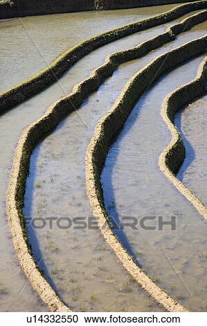 Stock Image - China, Yunnan Province, Yuanyang, terraced paddy fields. Fotosearch
