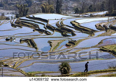 Stock Image - China, Yunnan Province, Yuanyang, terraced paddy fields. Fotosearch