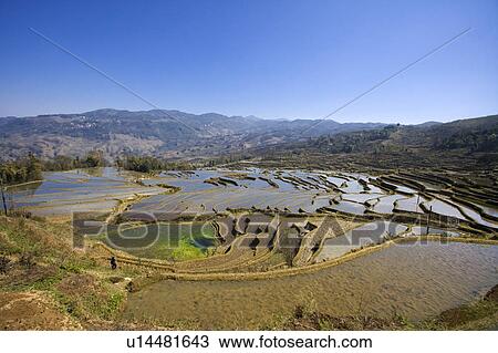 China, Yunnan Province, Yuanyang, Qingkou, terraced paddy fields View Large Photo Image Stock Image - China, Yunnan Province, Yuanyang, Qingkou, terraced paddy fields. Fotosearch