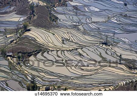 China, Yunnan Province, Yuanyang, terraced paddy fields View Large Photo Image Stock Image - China, Yunnan Province, Yuanyang, terraced paddy fields. Fotosearch