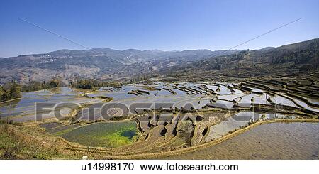 China, Yunnan Province, Yuanyang, Qingkou, terraced paddy fields View Large Photo Image Stock Image - China, Yunnan Province, Yuanyang, Qingkou, terraced paddy fields. Fotosearch