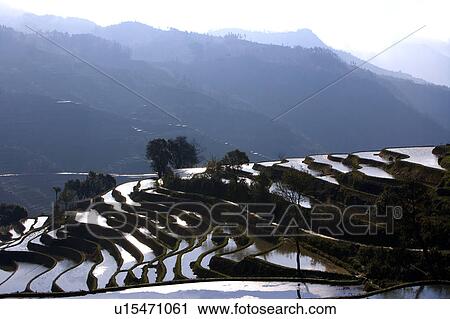 Stock Image - China, Yunnan Province, Yuanyang, terraced paddy fields,. Fotosearch
