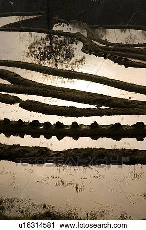 China, Yunnan Province, Yuanyang, terraced paddy fields View Large Photo Image Stock Image - China, Yunnan Province, Yuanyang, terraced paddy fields. Fotosearch